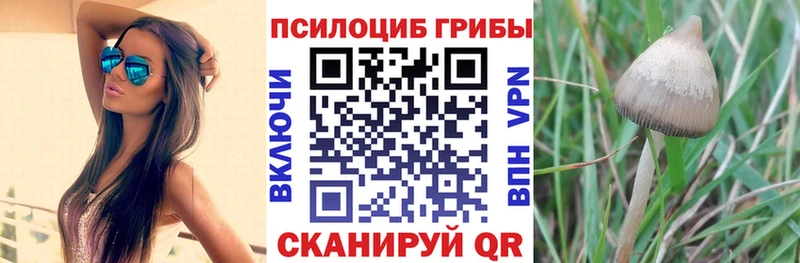 Галлюциногенные грибы Psilocybe  наркотики  Курильск 